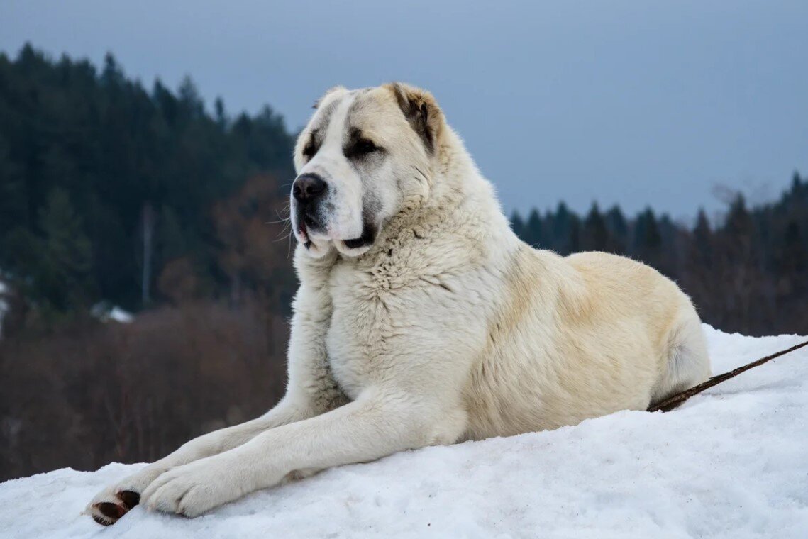 Сильнее просто не бывает! Топ 5 самых сильных пород собак | Pets2.me | Дзен