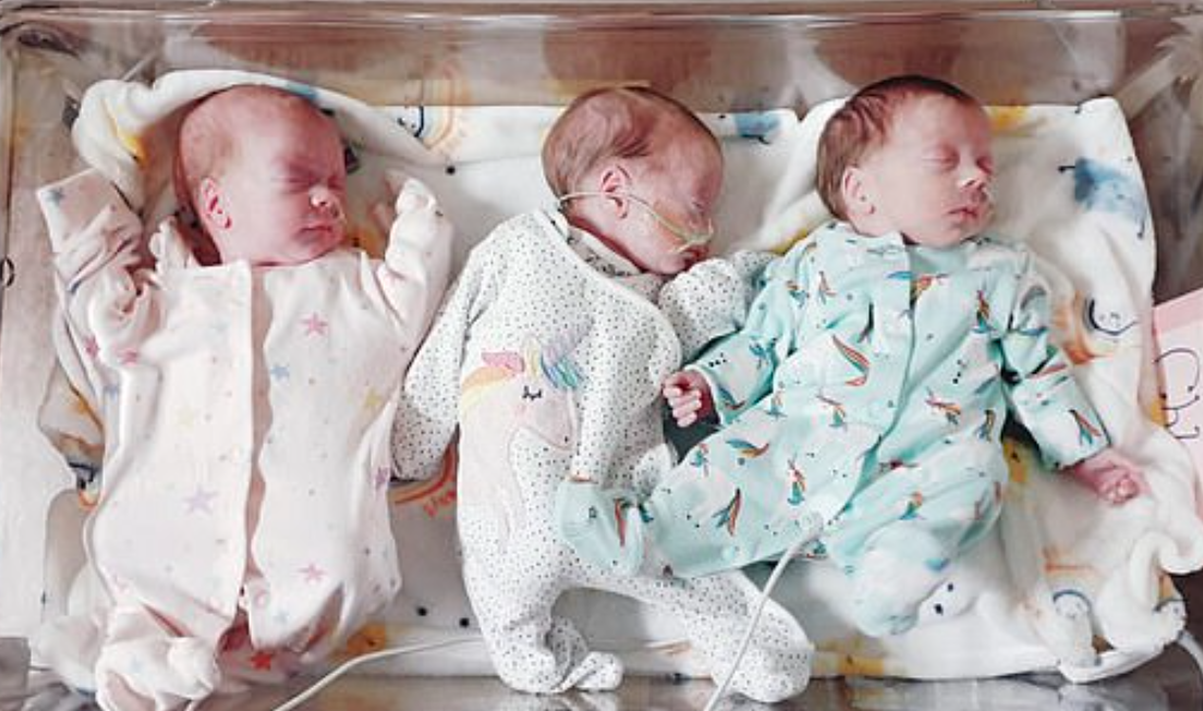 О породах собак и их разнообразии