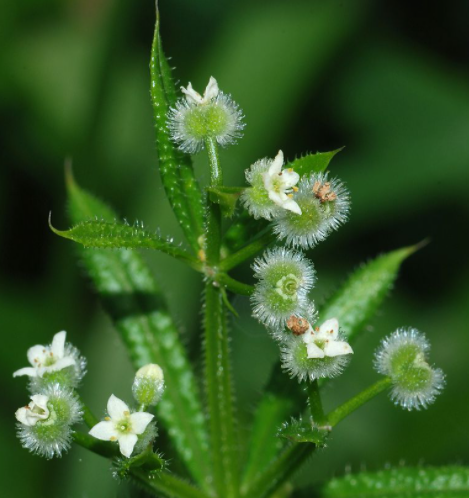 Подмаренник цепкий