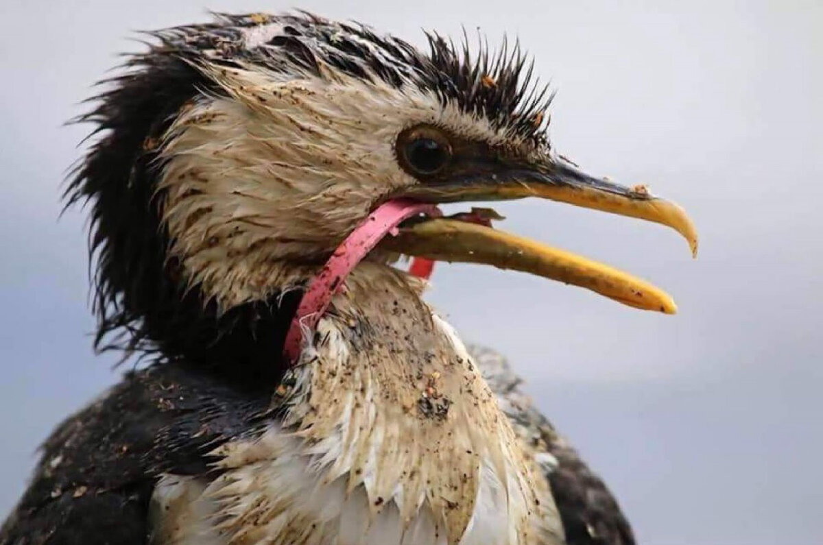 Plastic animals. Страдают животные и птицы. Птицы и пластик.