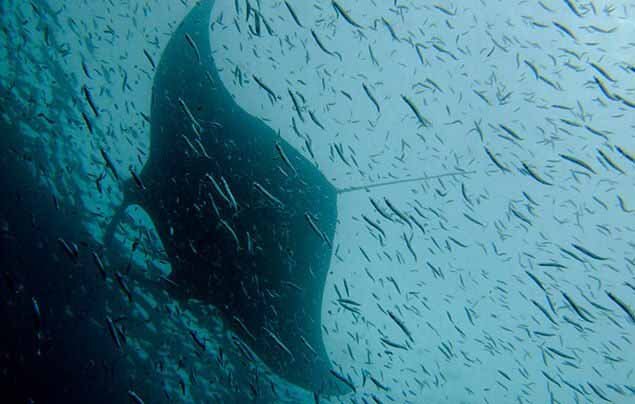 Скаты родственники акул