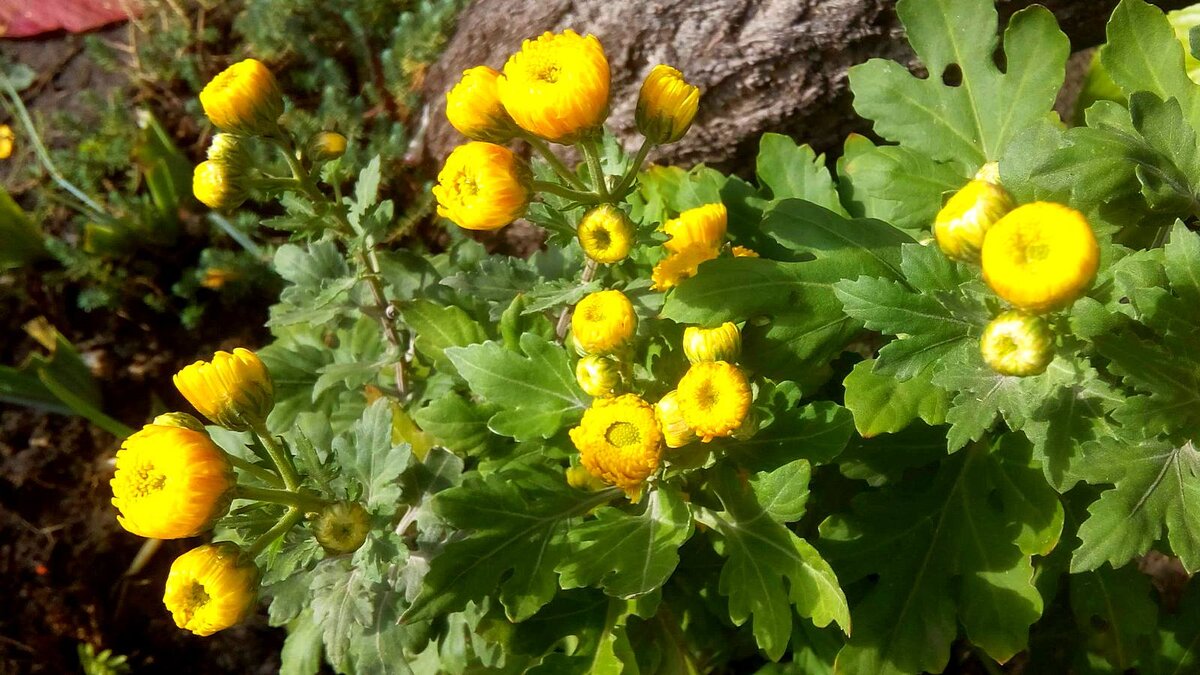 Это молодой кустик, на нем тли нет.