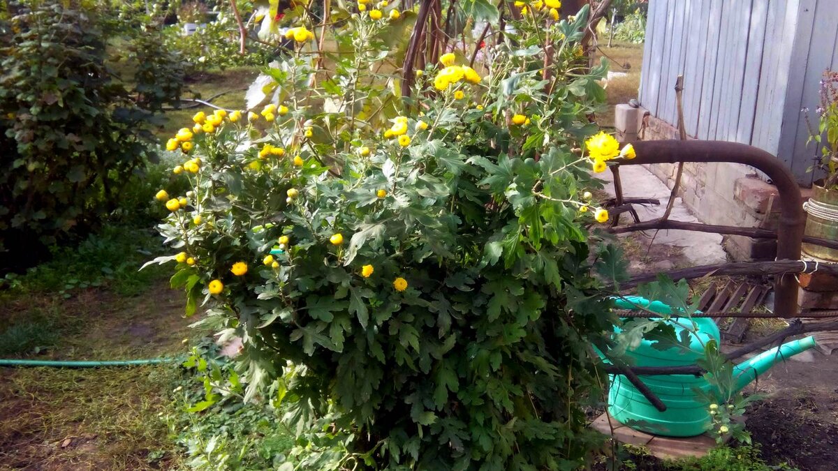 Этому кустику уже много лет. Он нам достался вместе с дачей.