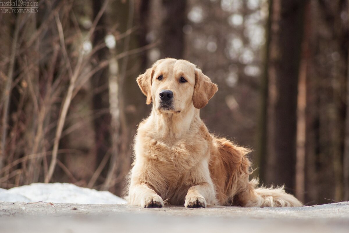 Яндекс картинки