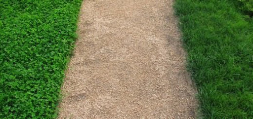 Сравнение газонной травы и клевера