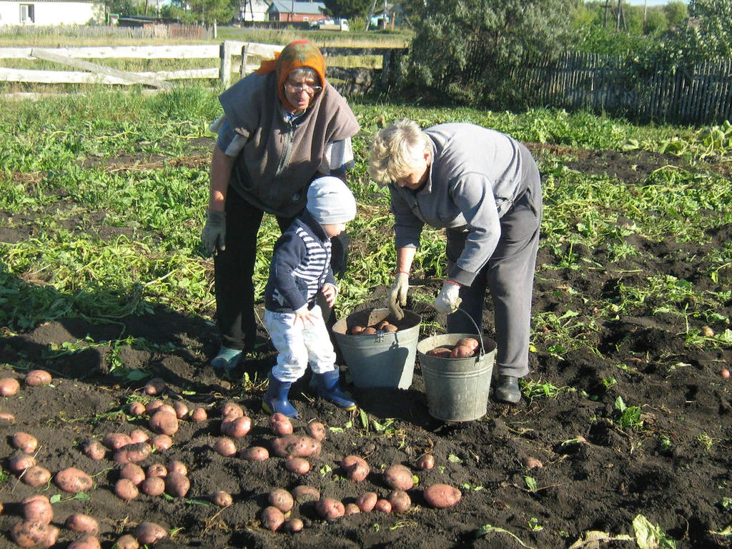 Работ картошка. Копка картофеля. Уборка картофеля на огороде. Уборка картошки в огороде. Картошка в огороде урожай.