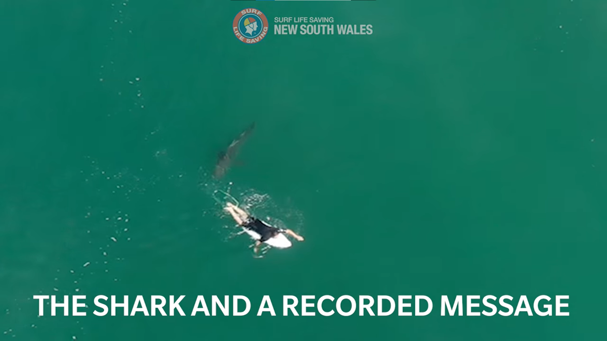 Мэтт и белая акула!