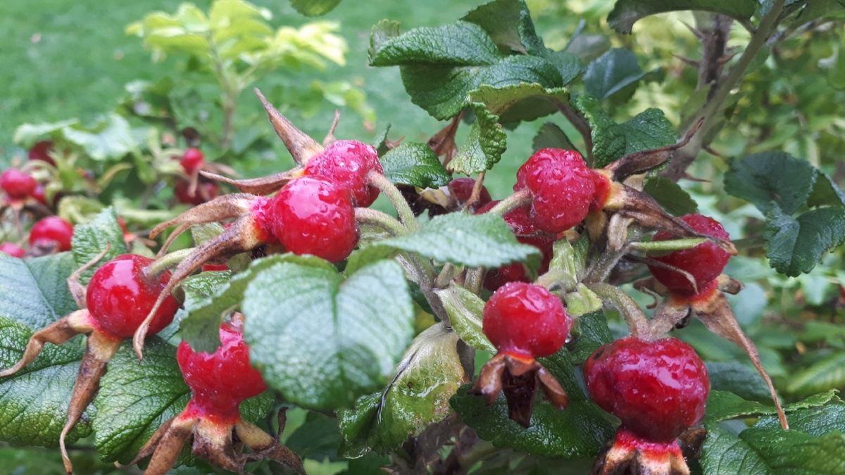 Шиповник ,символ любви.