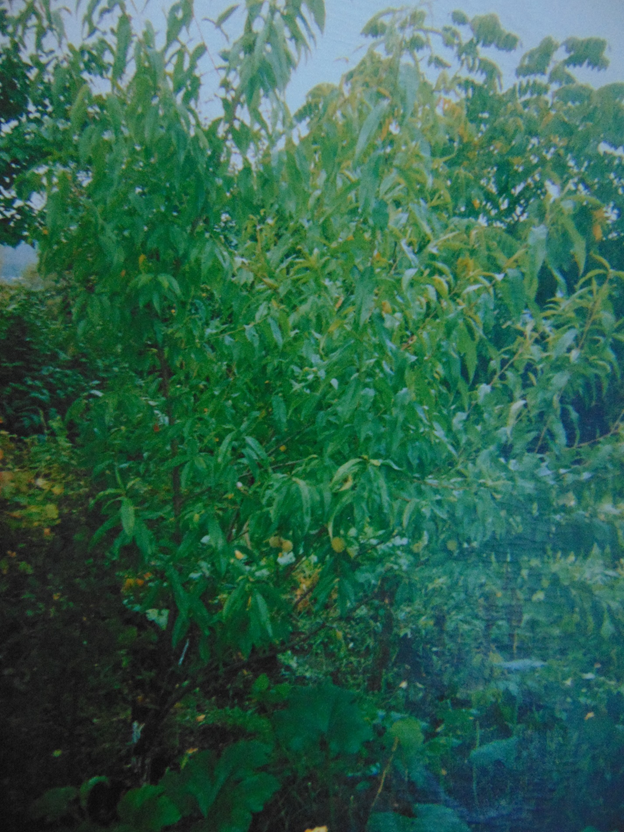 Деревня Сизая Красноярский Край