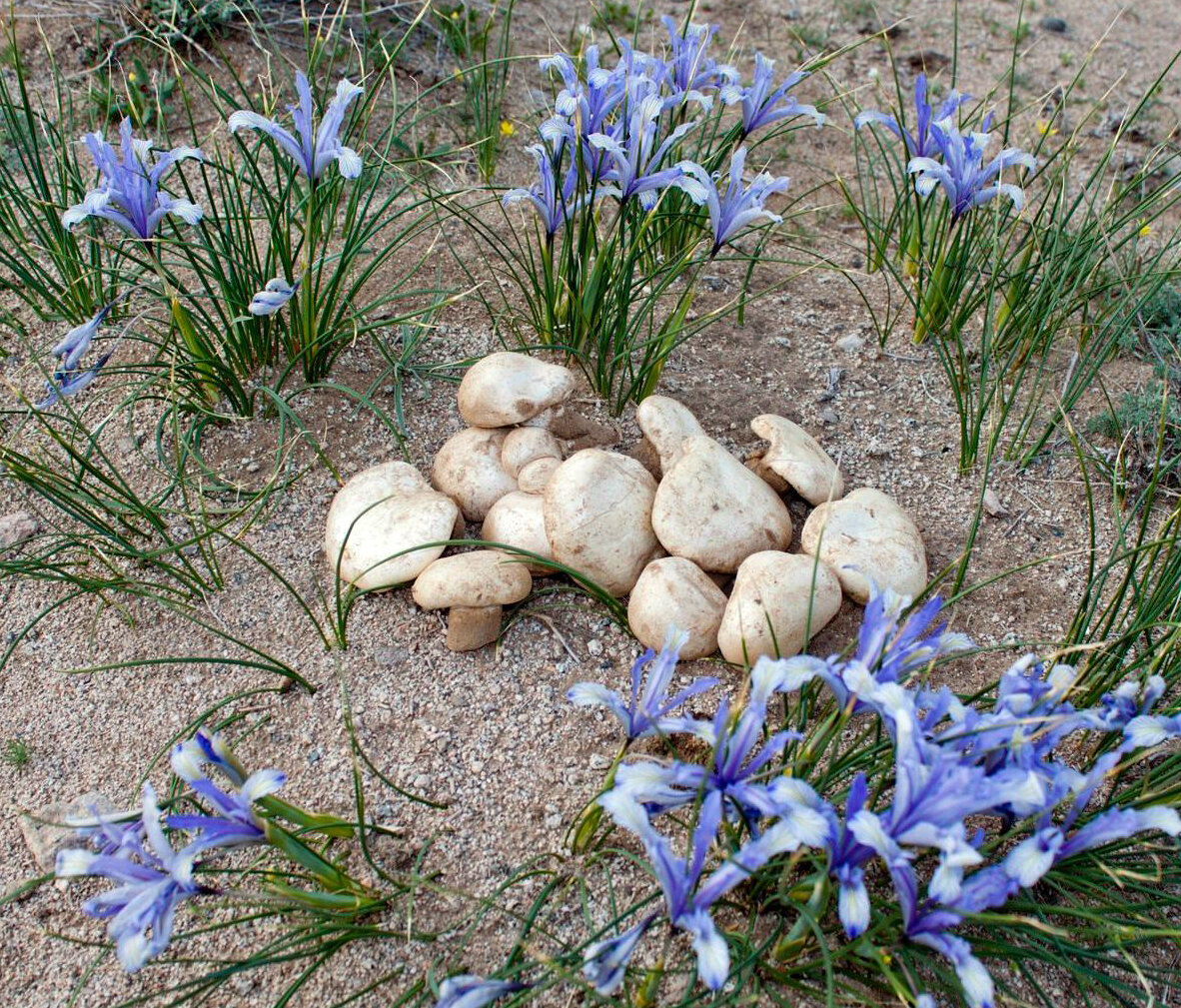 грибы пустыни