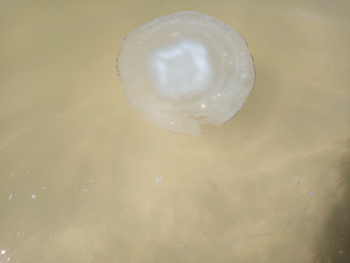 Размер медуз впечатляет. 