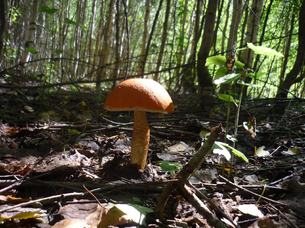 Ли леса. Лес Марийский с грибами. Челбасский красный лес грибы. Грибы леса 4 класс. Бекешевский лес грибы.