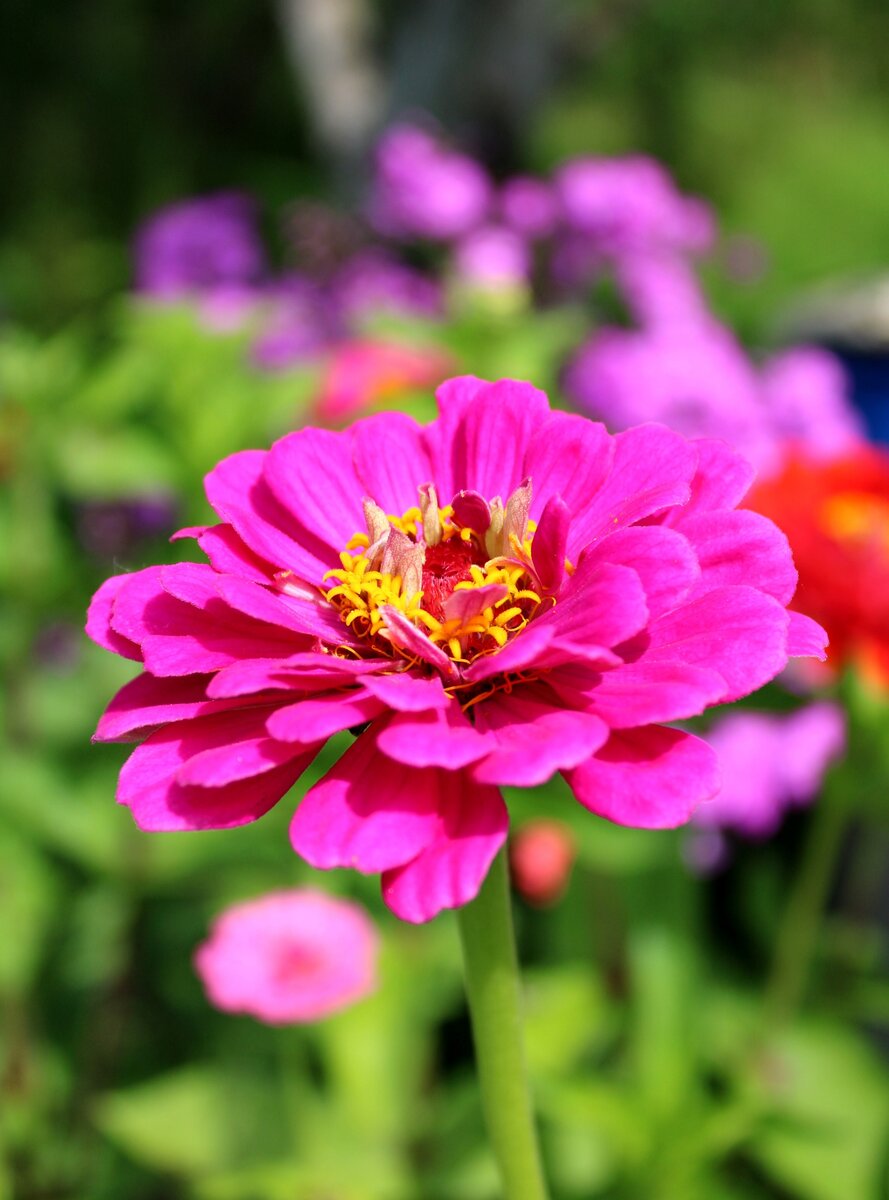 Циния scabiosaeflora