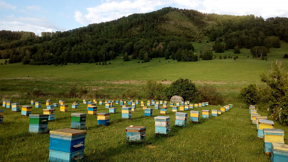 Профессональное пчеловодство