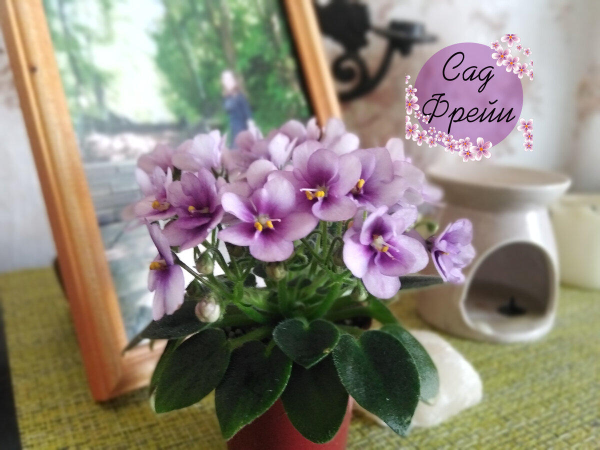 Фиалка Робс пенни Анте