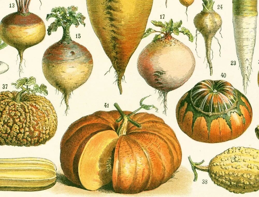Тыква ботаническое. Тыква акварелью. Cucurbita pepo ботанический рисунок. Botanical illustration тыква. Растение cucurbita.