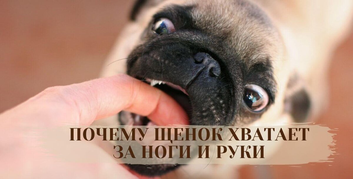 Почему щенок кусает за руки