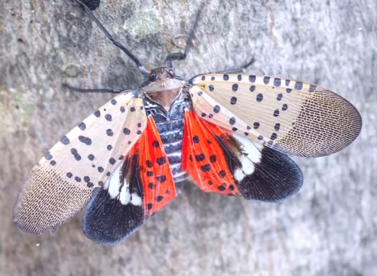 Цикадка - фонарница