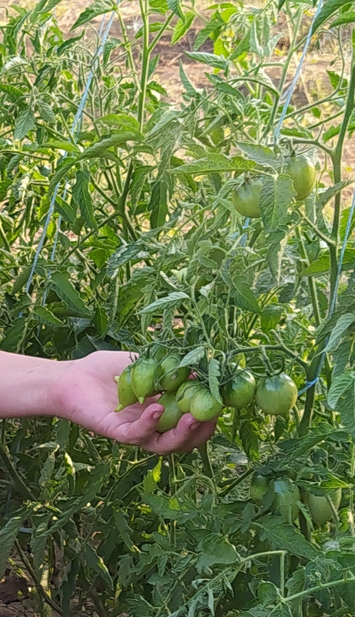 Легенда Тарасенко