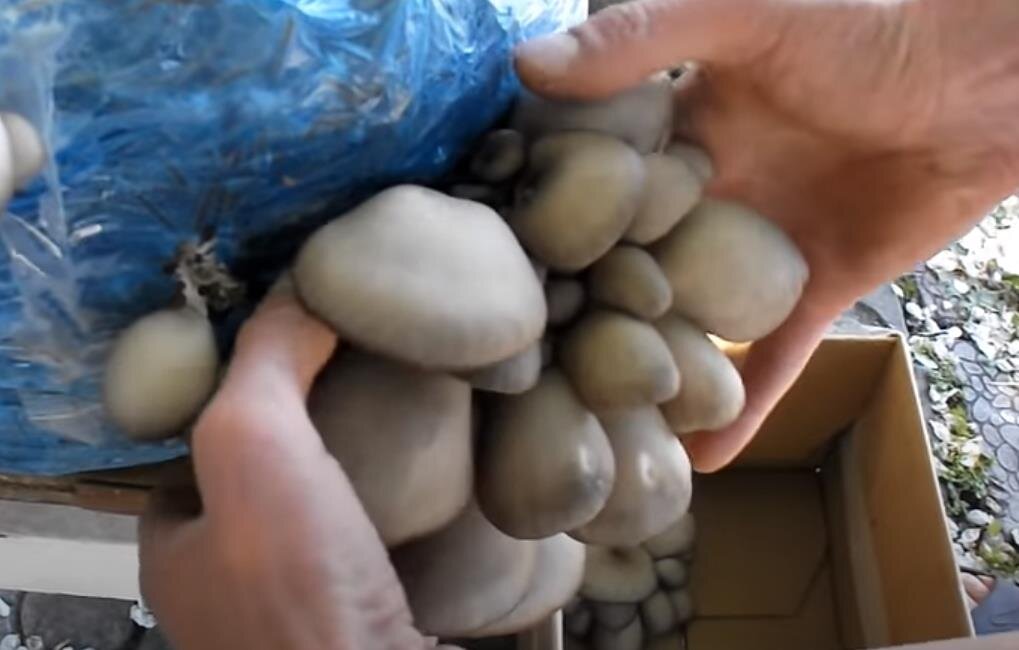 Сбор вешенок