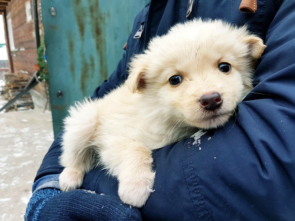 кот и пес территория надежды дзен