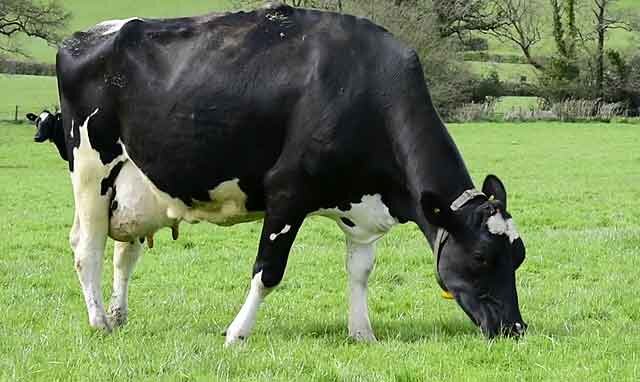 Как уберечь от теплового стресса новотельных коров?