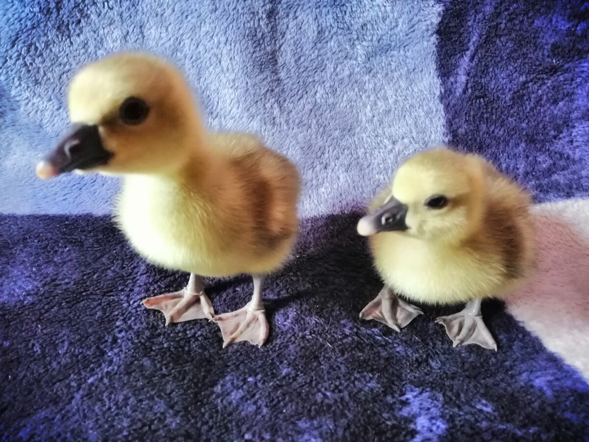 Суточные гусята