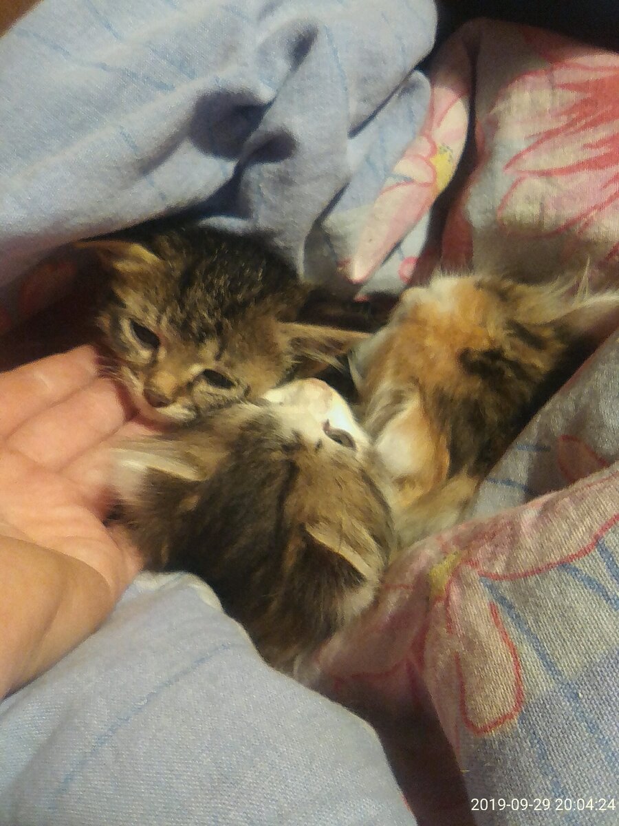 Машка, Дашка и Пашка -- первые трое от дикой кошки, которая тут на дачах живёт. Откуда знаем? Ну... Машка точно копия мамашки-кукушки.