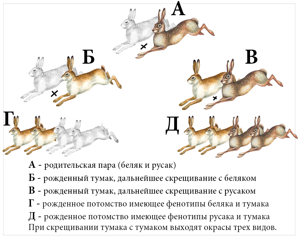 Midjourney скрещивание фото инструкция