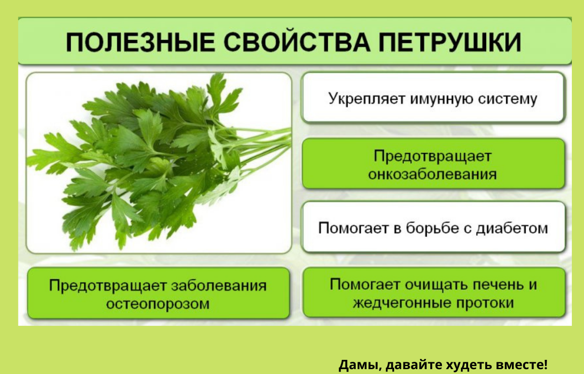 Петрушка польза. Чем помогает для организма петрушка заваренная. Чем отличается укроп от петрушки.