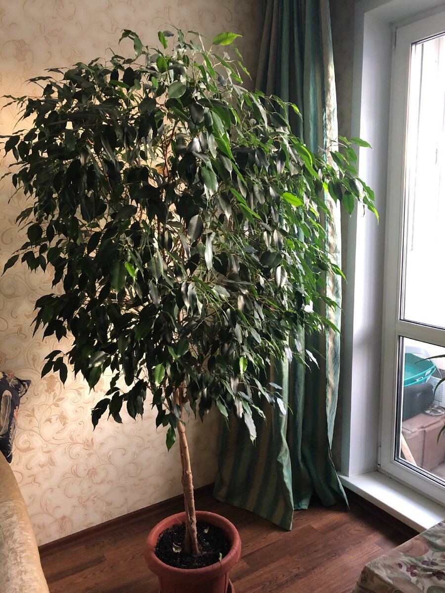 На балконе у нас старые чемоданы, коробки, всякий хлам. Фото автора