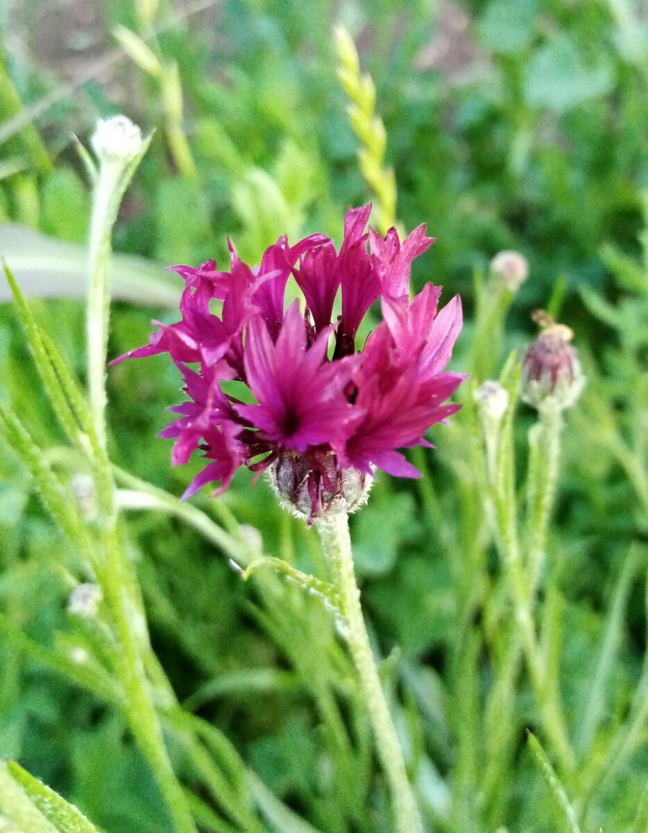 Василек в полуроспуске