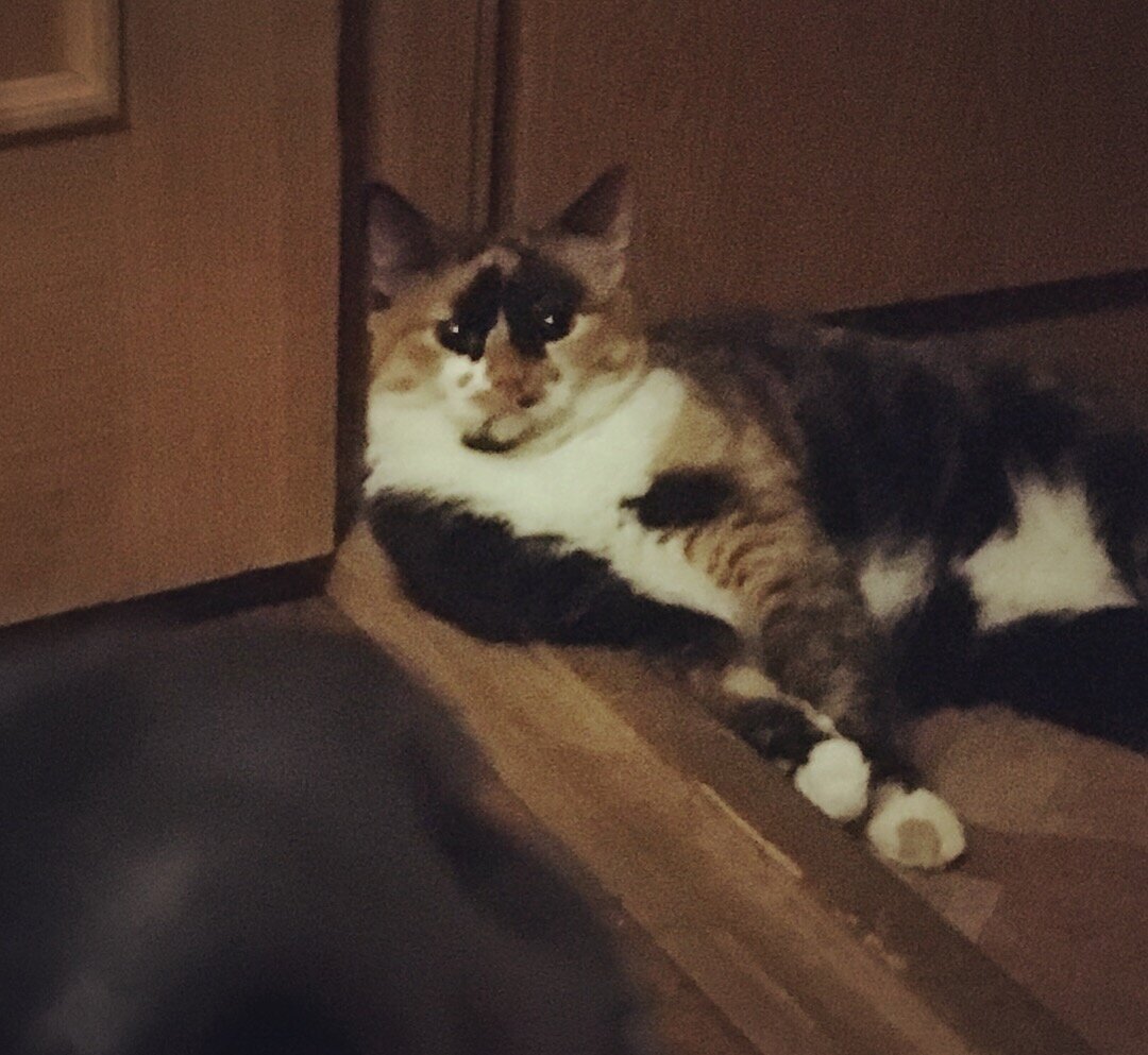 жалкая собака...