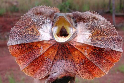 Фото: https://upload.wikimedia.org/wikipedia/commons/7/7f/Frilled-lizard500.jpg