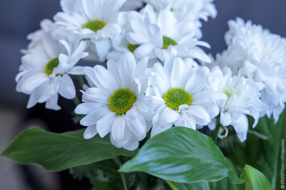  1. Хризантемы © NickFW.ru — 08.03.2021г.