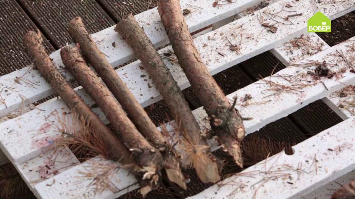 Срезанные ветви напилите так, чтобы они были примерно одинакового размера.