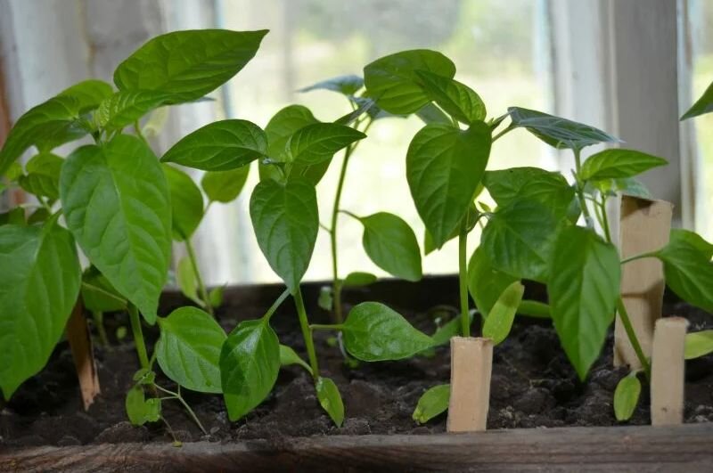 Рассада перца в прошлом сезоне.