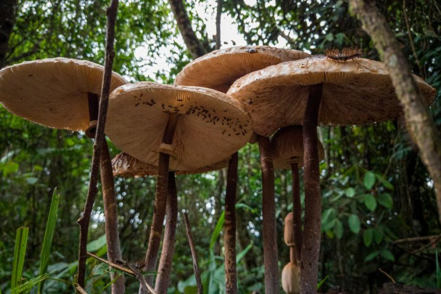 Murilo Mazzo / Shutterstock