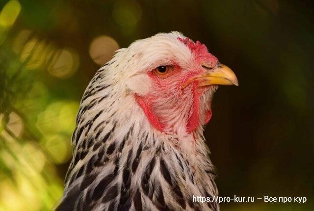 Курицы не несут яйца вообще. Одна леггорн постоянно с грязными перьями под хвостом.