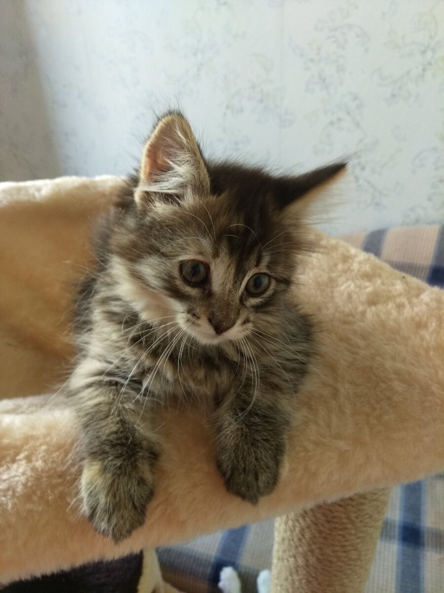 Вот эта козявочка сейчас уже солидная пушистая дама