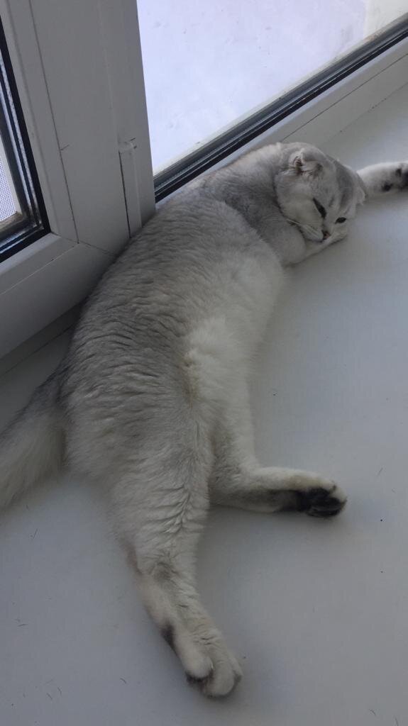 Мой кот