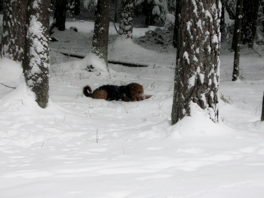 Эрдельтерьер Аякс в зимнем лесу