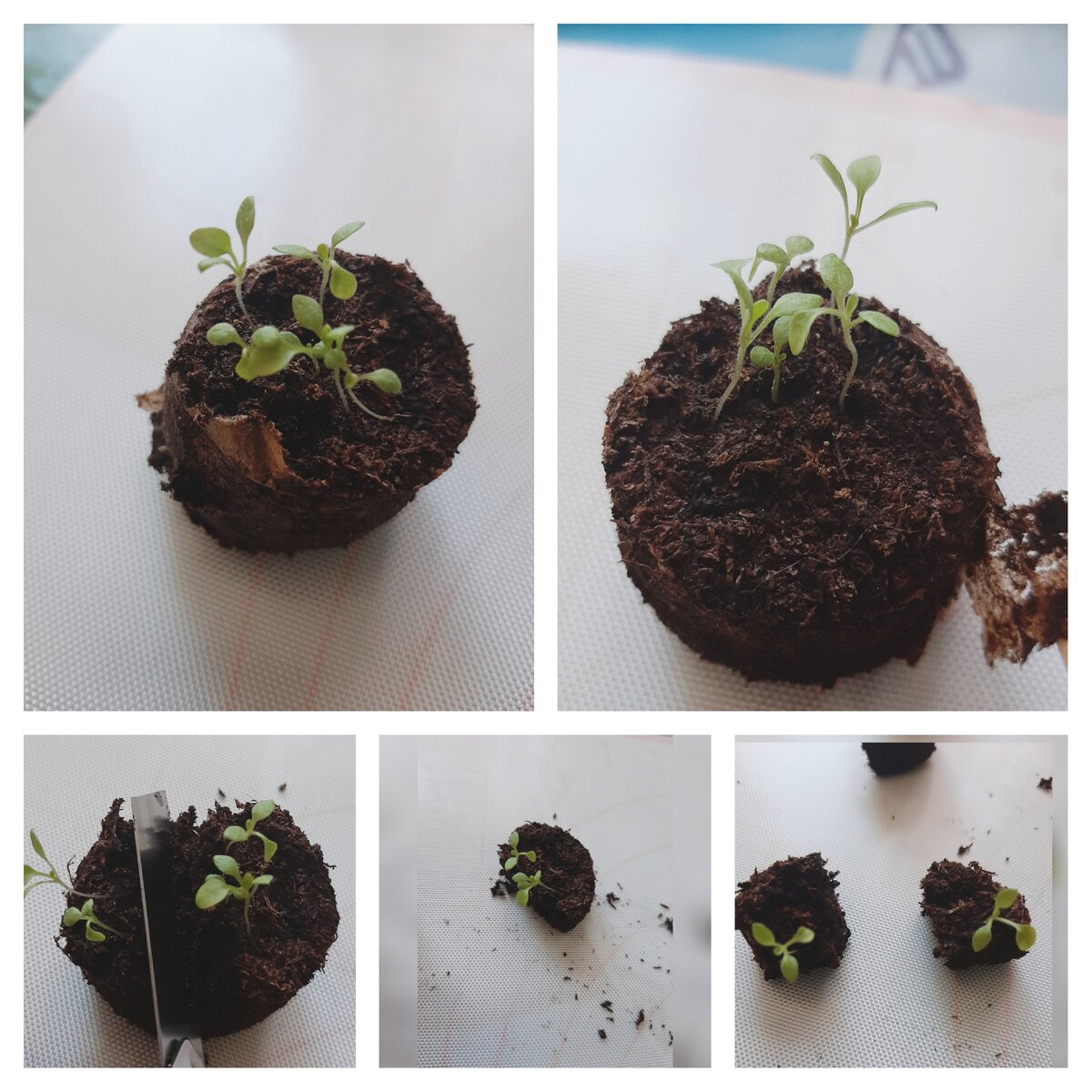 Основной инструмент канцелярский нож и зубочистка.