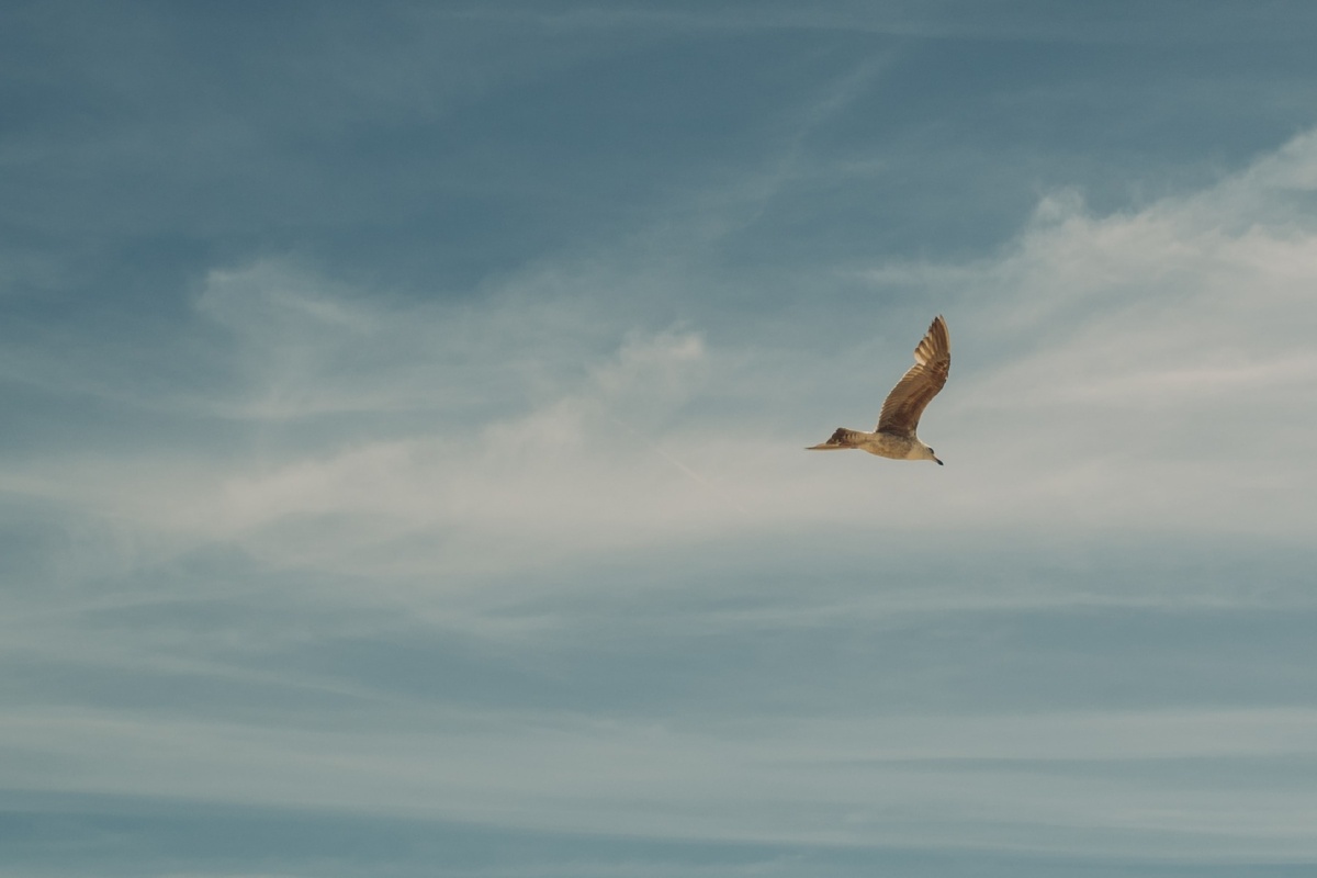 Взято с открытого источника - https://unsplash.com/