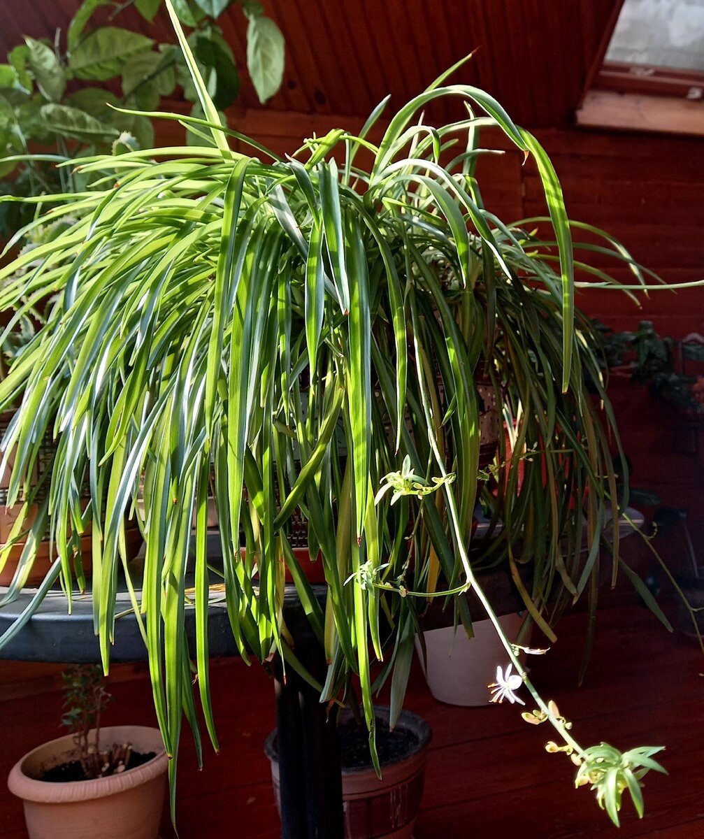 Хлорофитум