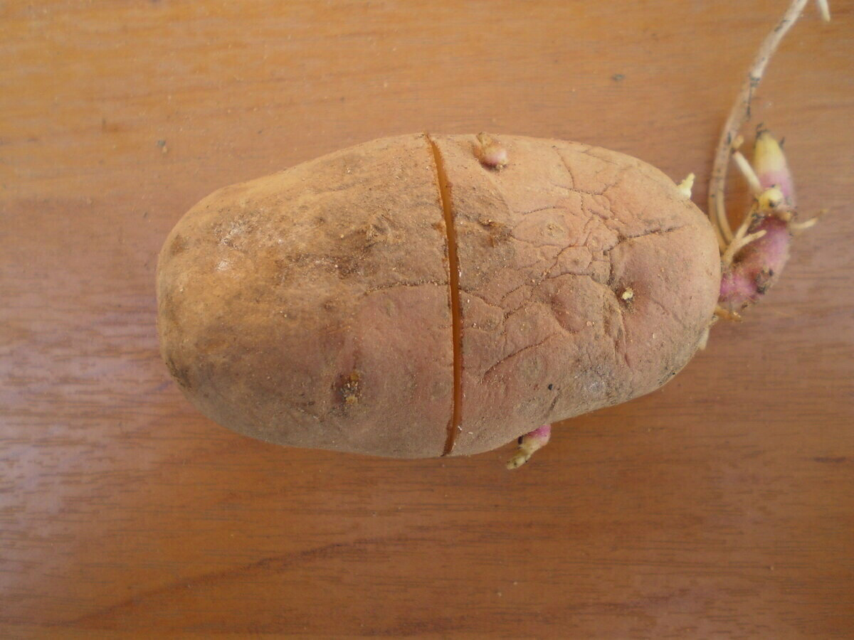 Повышение урожая картошки в 2 раза