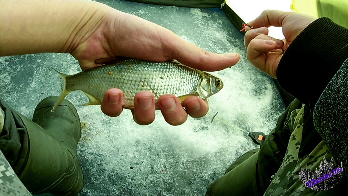 плотва подошла на "правильную" прикормку