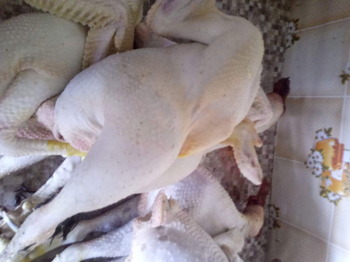 неплохие петушки выросли