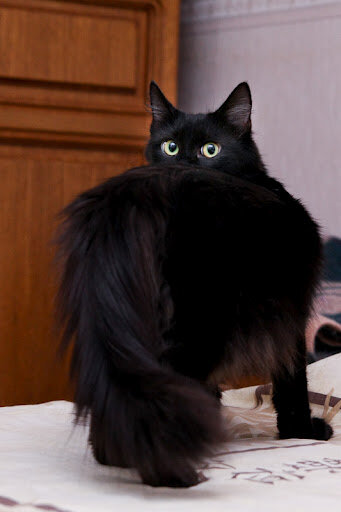 Фотоизображение взято из открытых интернет - источников