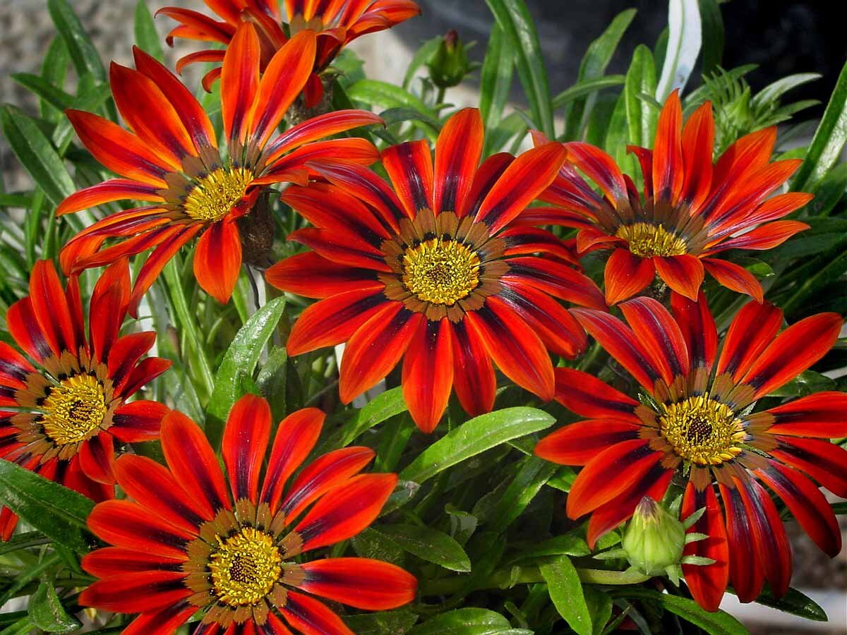 Фотография из сети Интернет